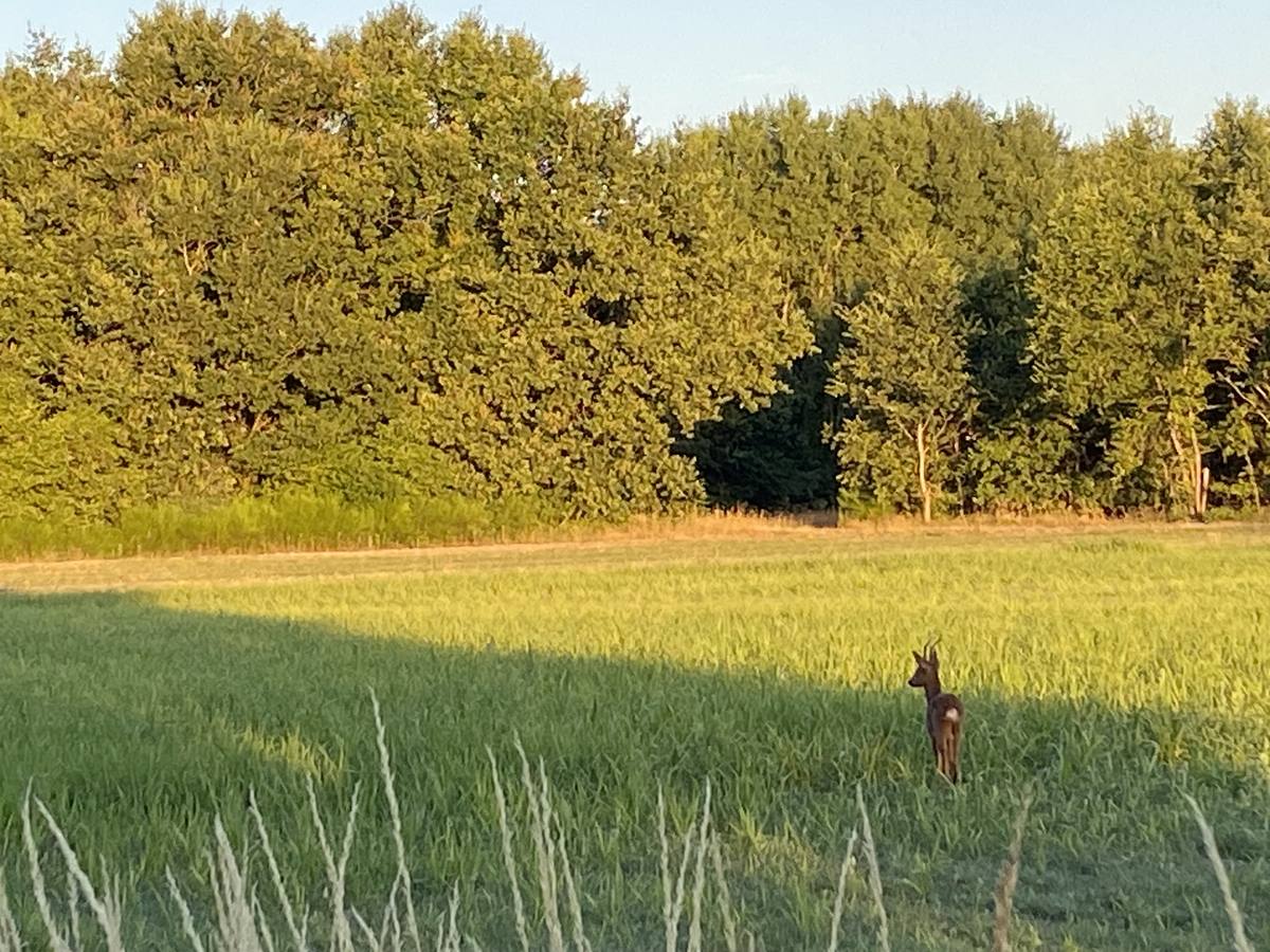 Chevreuil dans un champ au coucher du soleil