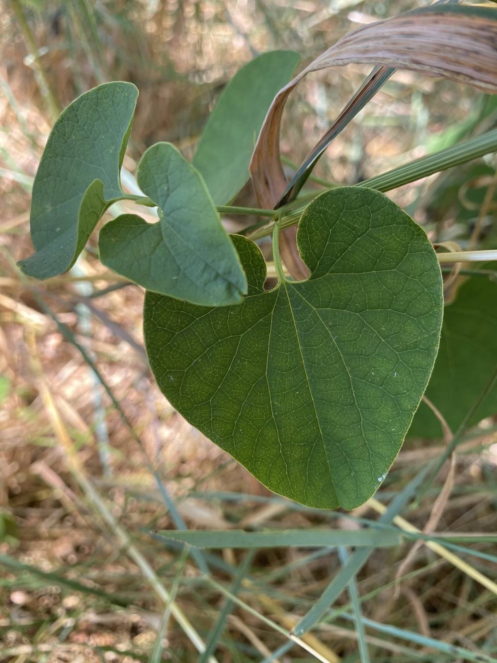 Feuille en forme de cœur